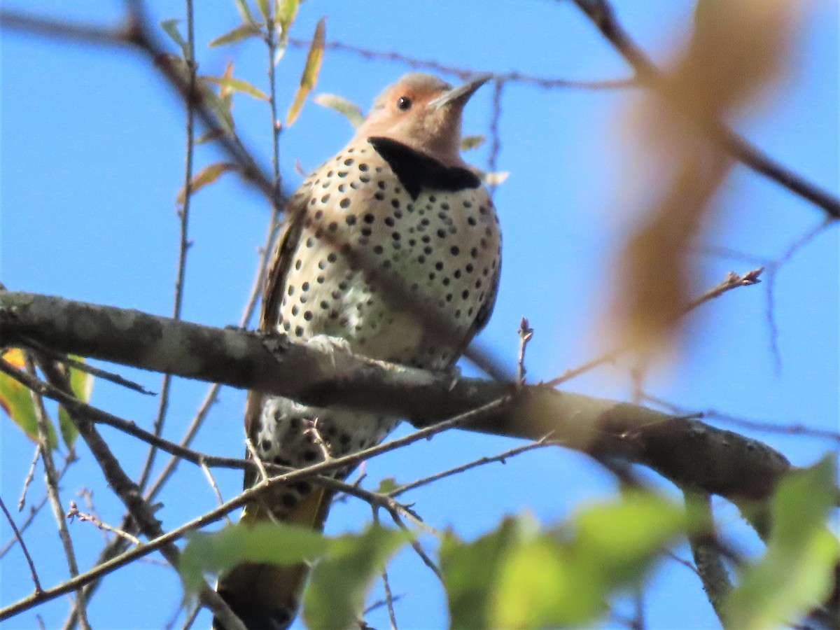 Northern Flicker - ML503771961