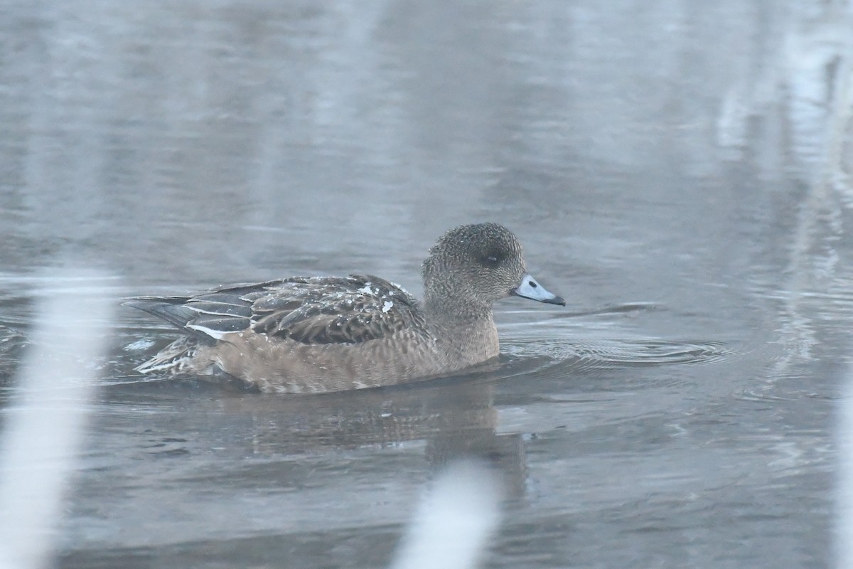 American Wigeon - ML503772221