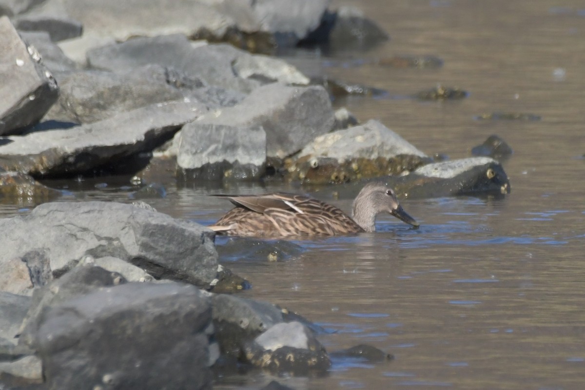 Blue-winged Teal - ML503772801