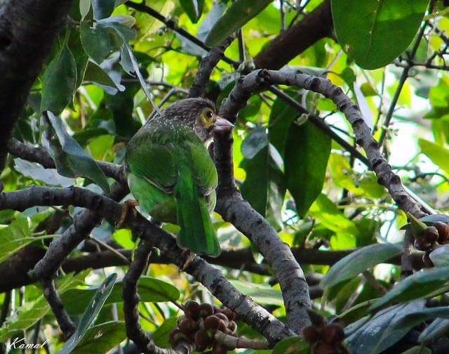Brown-headed Barbet - Pakistan Historical  Records