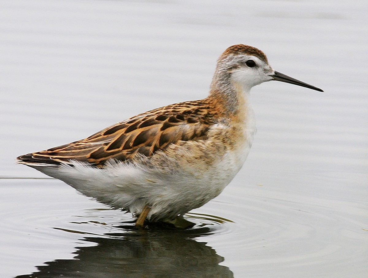 Wilson's Phalarope - ML50377321