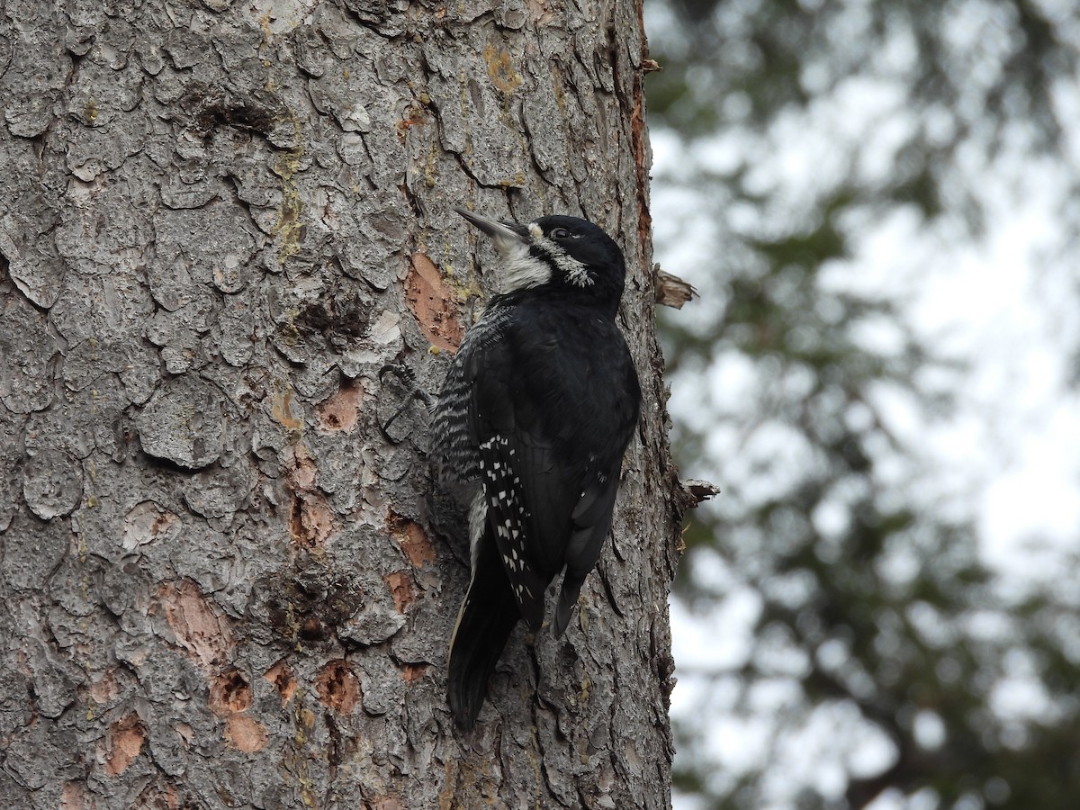 Black-backed Woodpecker - daniel perrier