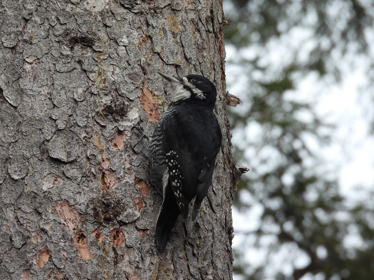 Black-backed Woodpecker - ML503774021