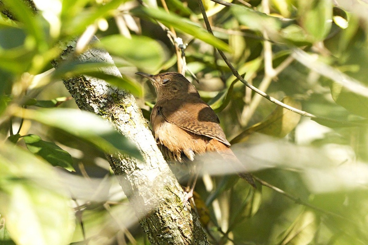 House Wren - Jorge Claudio Schlemmer