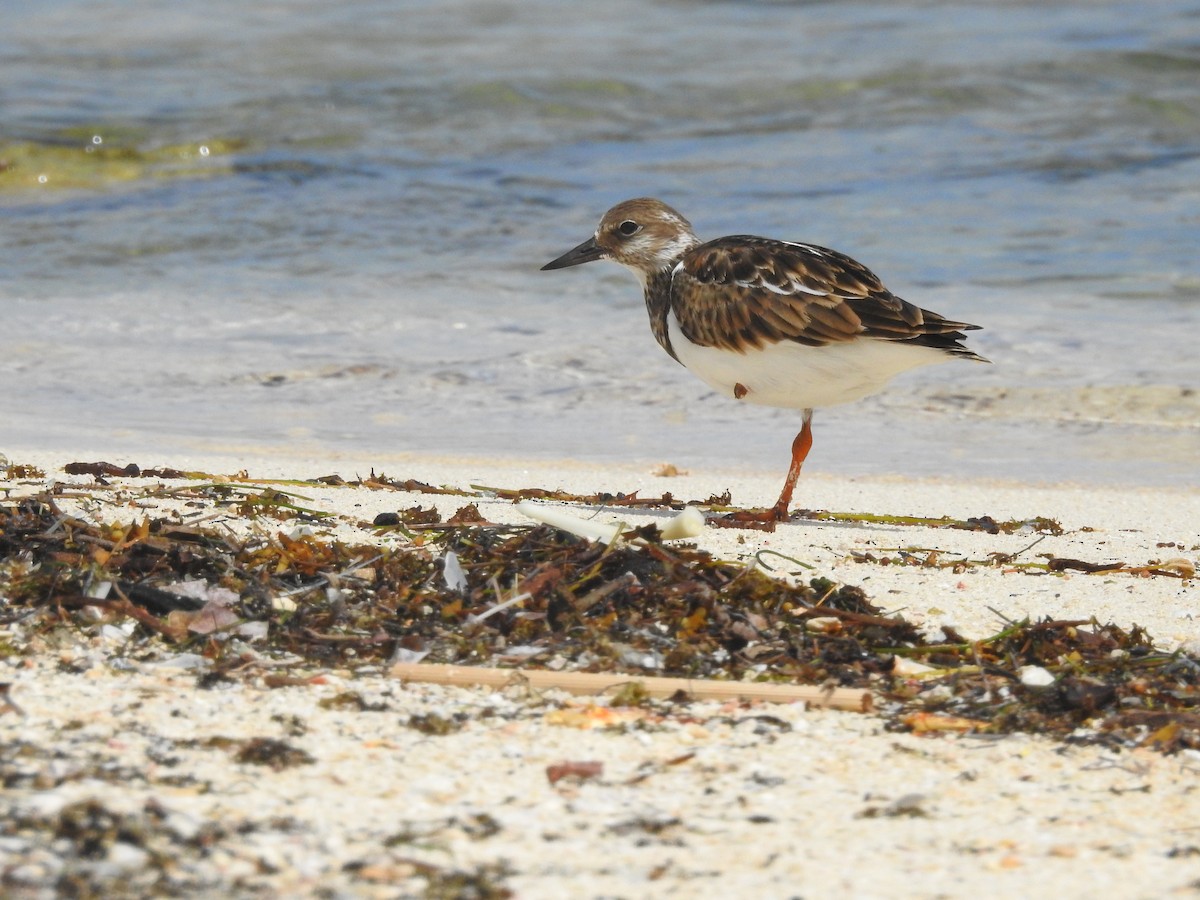 Ruddy Turnstone - ML503775261