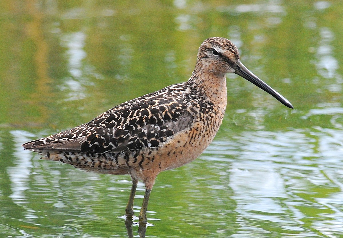 Long-billed Dowitcher - ML50377641