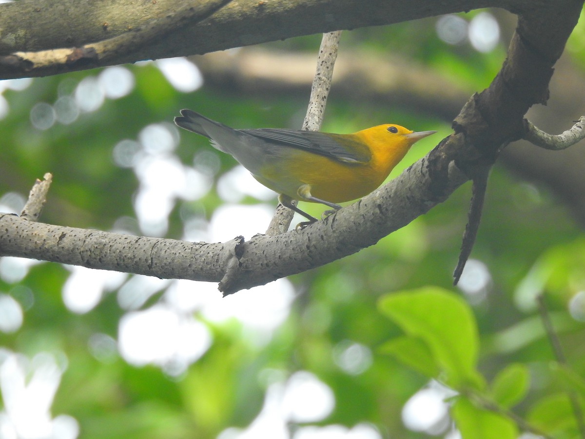 Prothonotary Warbler - ML503776641