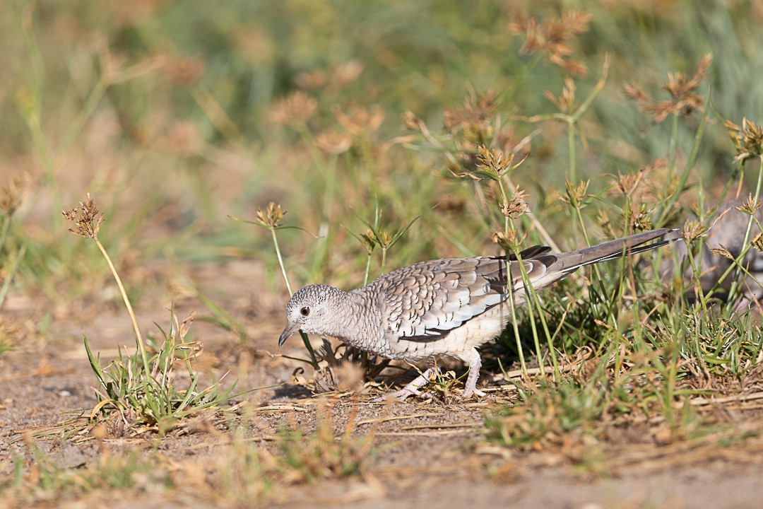 Scaled Dove - Patricia Mancilla Iglesias