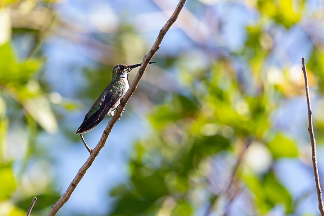 kolibřík tropický - ML503777241