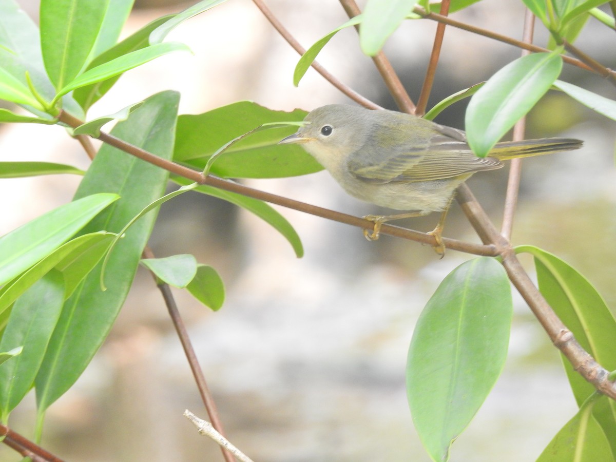 Yellow Warbler - Moroni - PassarinWeb