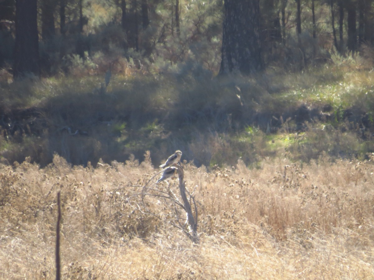 White-tailed Kite - Bill Denham