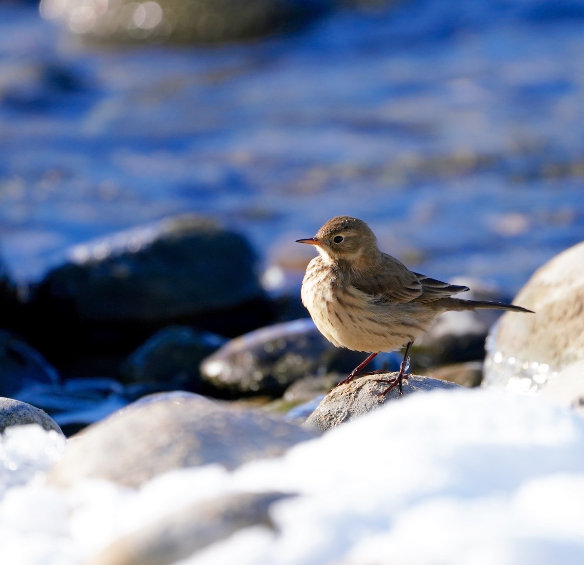 Pipit d'Amérique - ML503783151