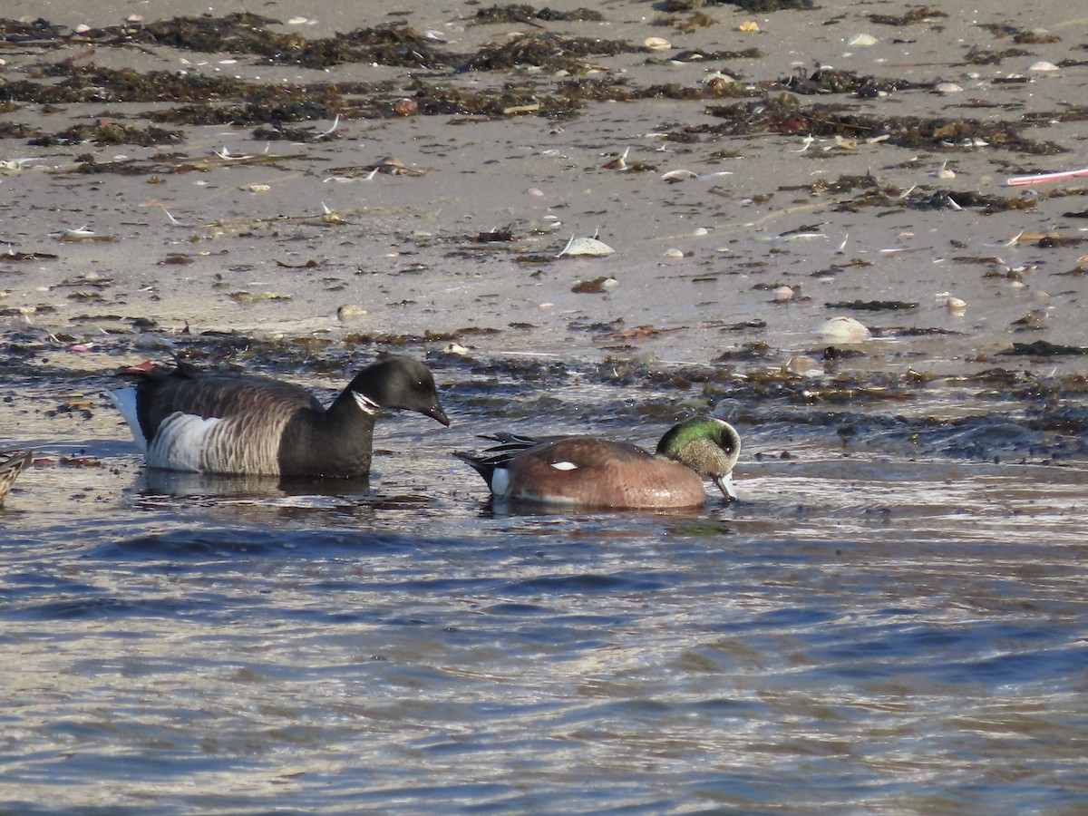 American Wigeon - ML503784441