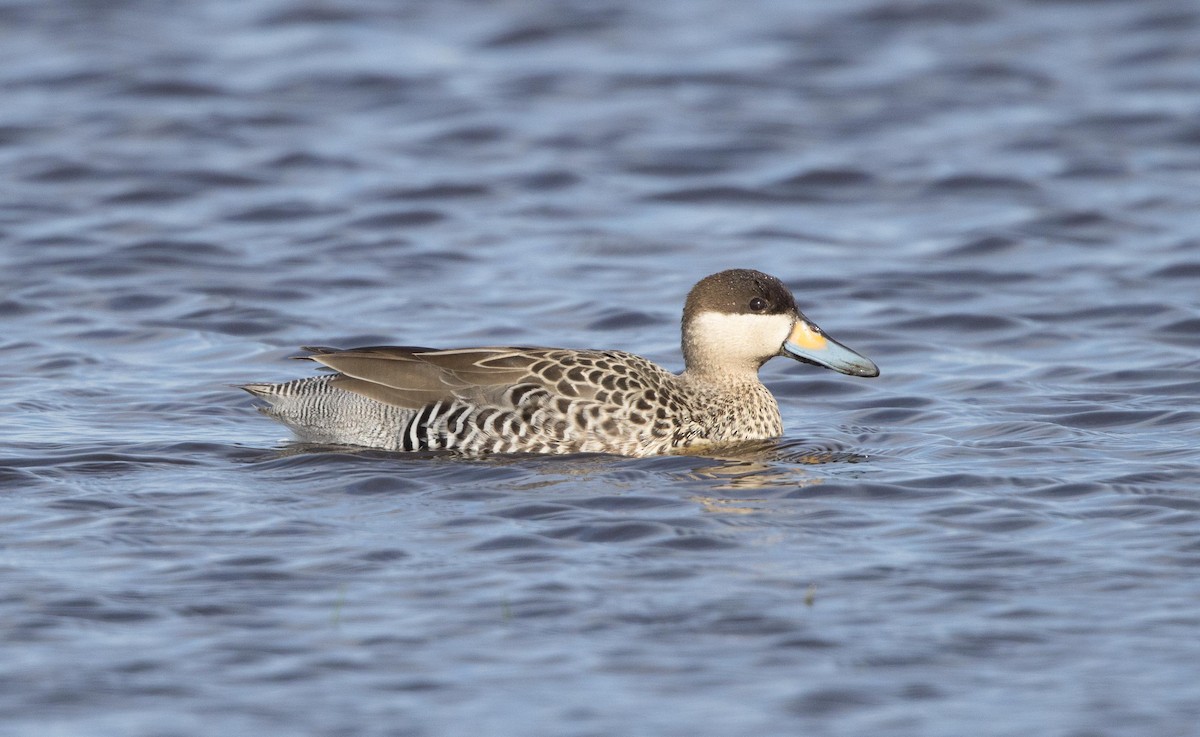 Silver Teal - Micky Reeves