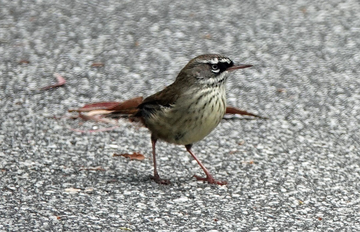 Spotted Scrubwren - ML503784731