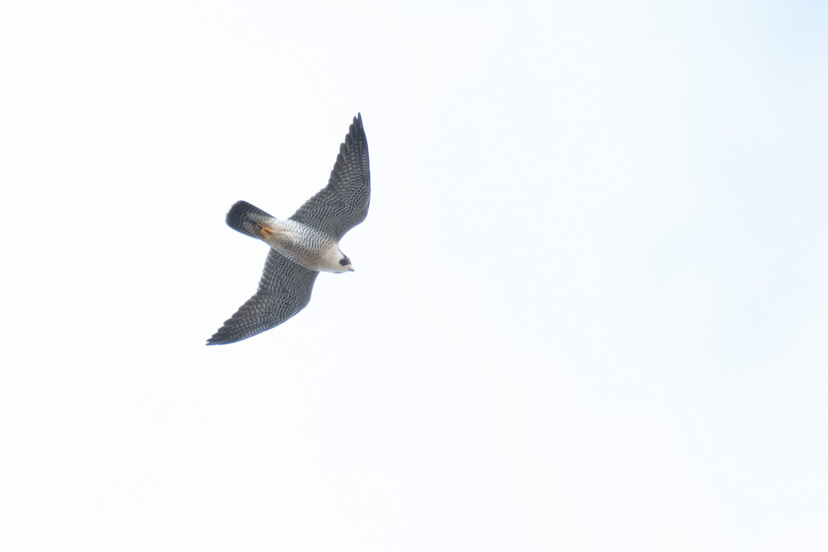 Peregrine Falcon - ML503785291