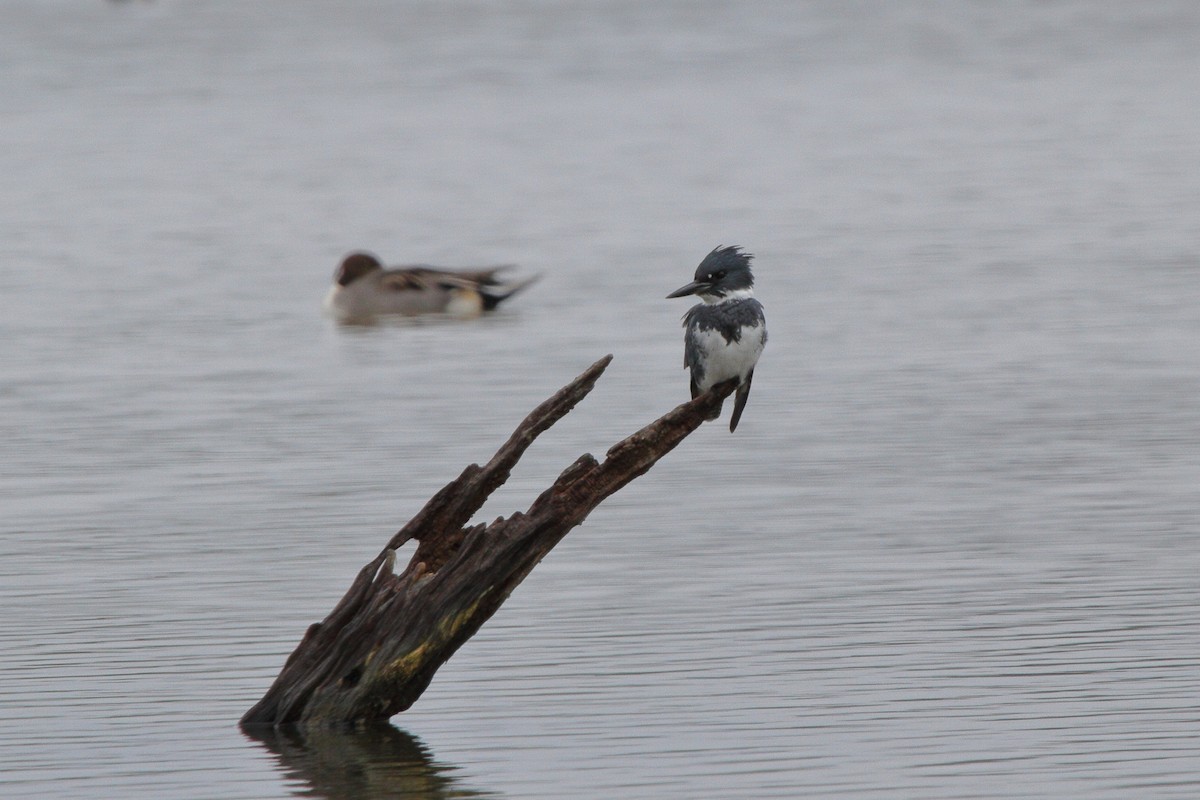 Belted Kingfisher - ML503785791