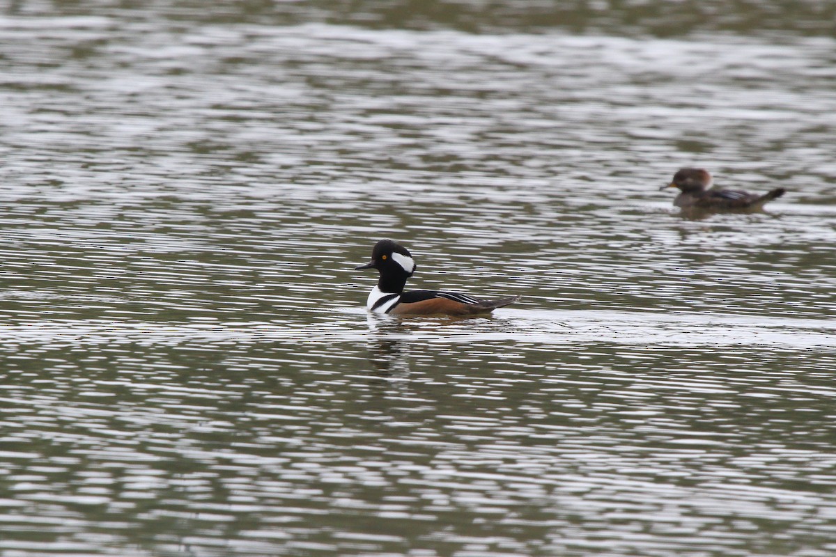 Hooded Merganser - Richard Brittain