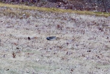 Fieldfare - Danny Rottino