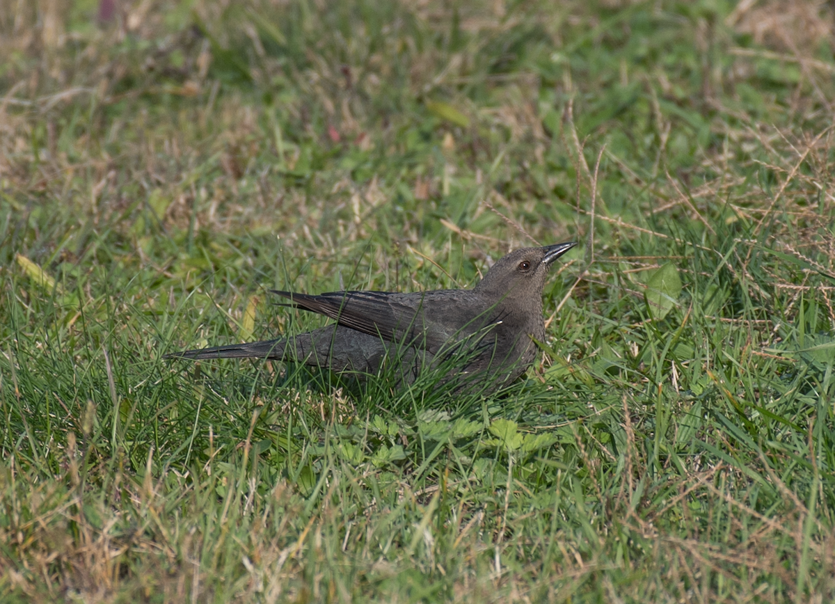 Brewer's Blackbird - Dave DeSarno