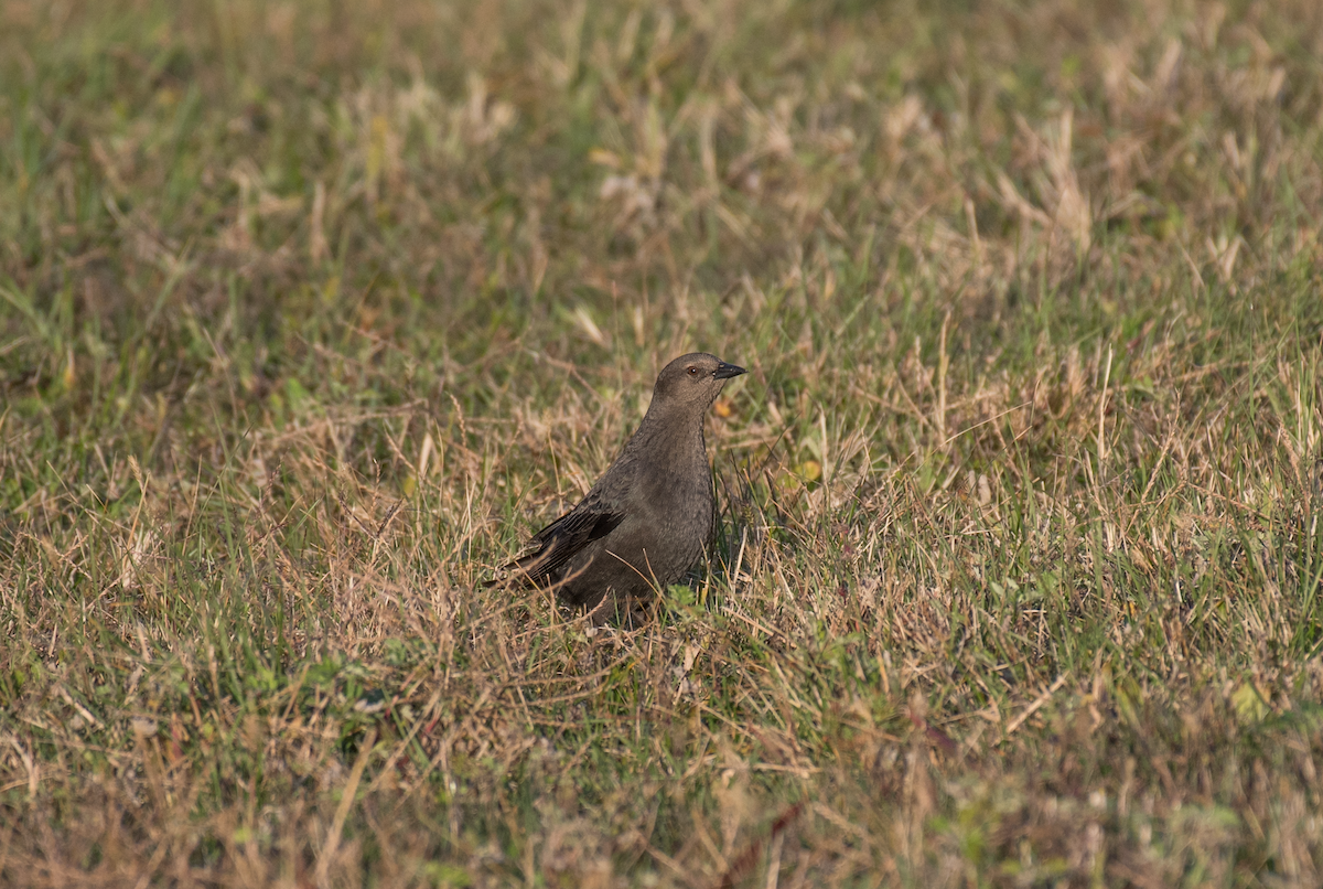 Brewer's Blackbird - ML503787831