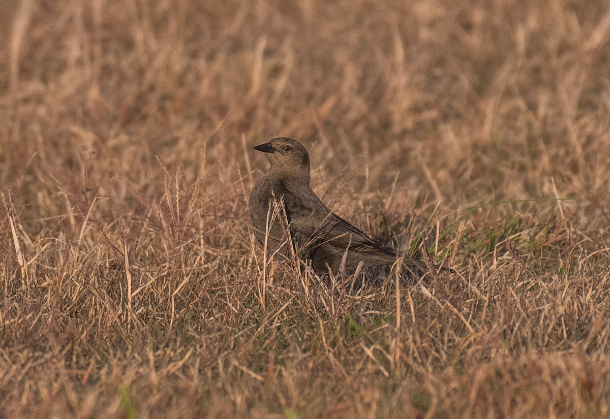 Brewer's Blackbird - ML503787951