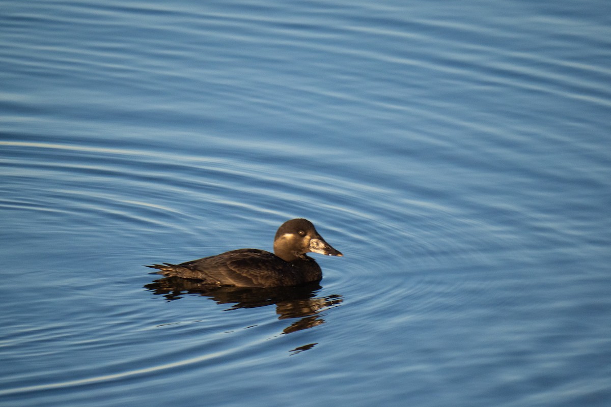 scoter sp. - ML503788151