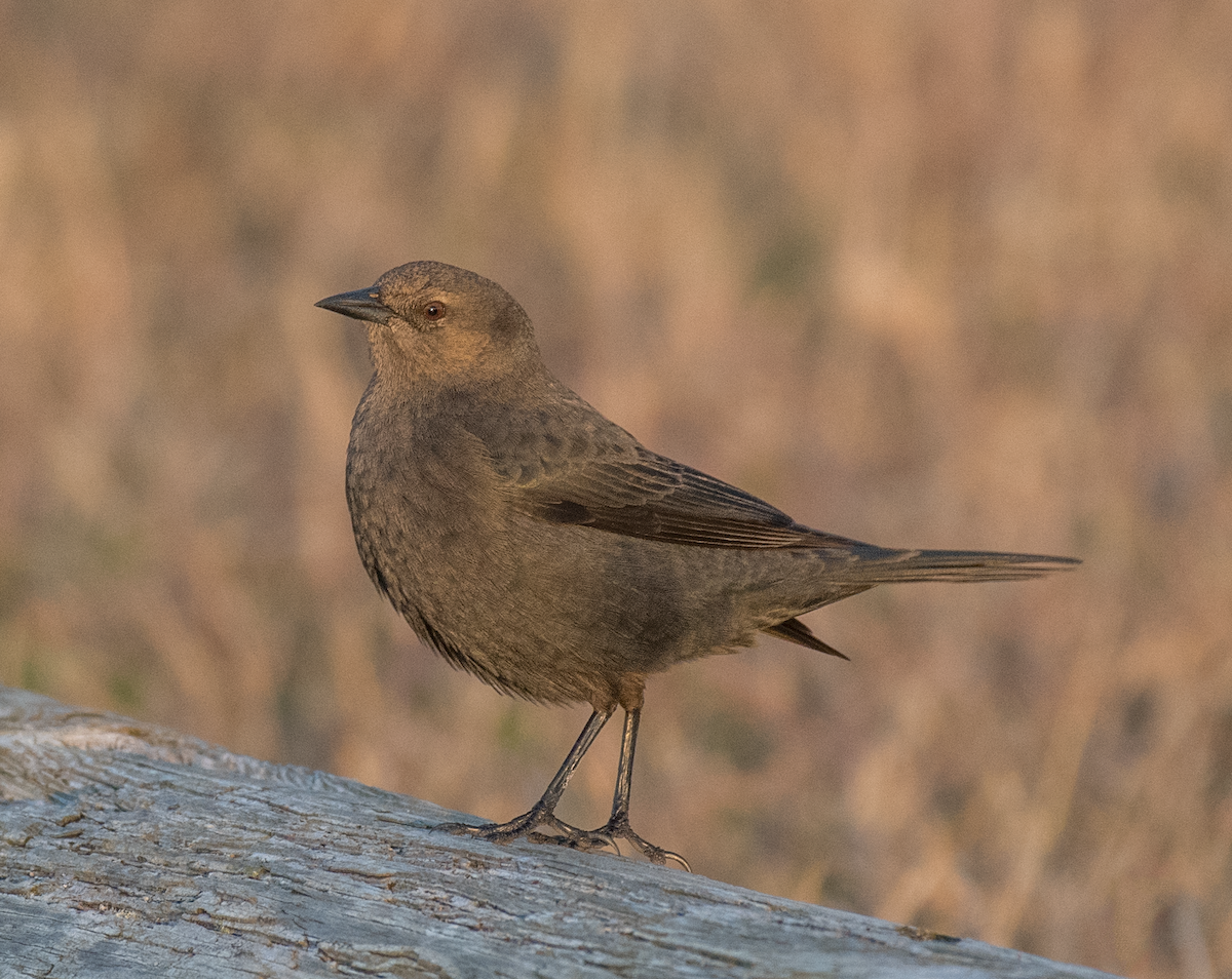 Brewer's Blackbird - ML503788321