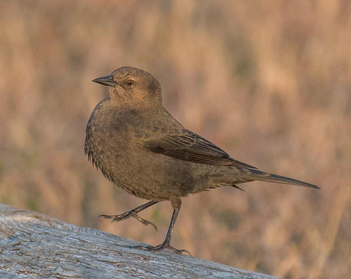 Brewer's Blackbird - ML503788661