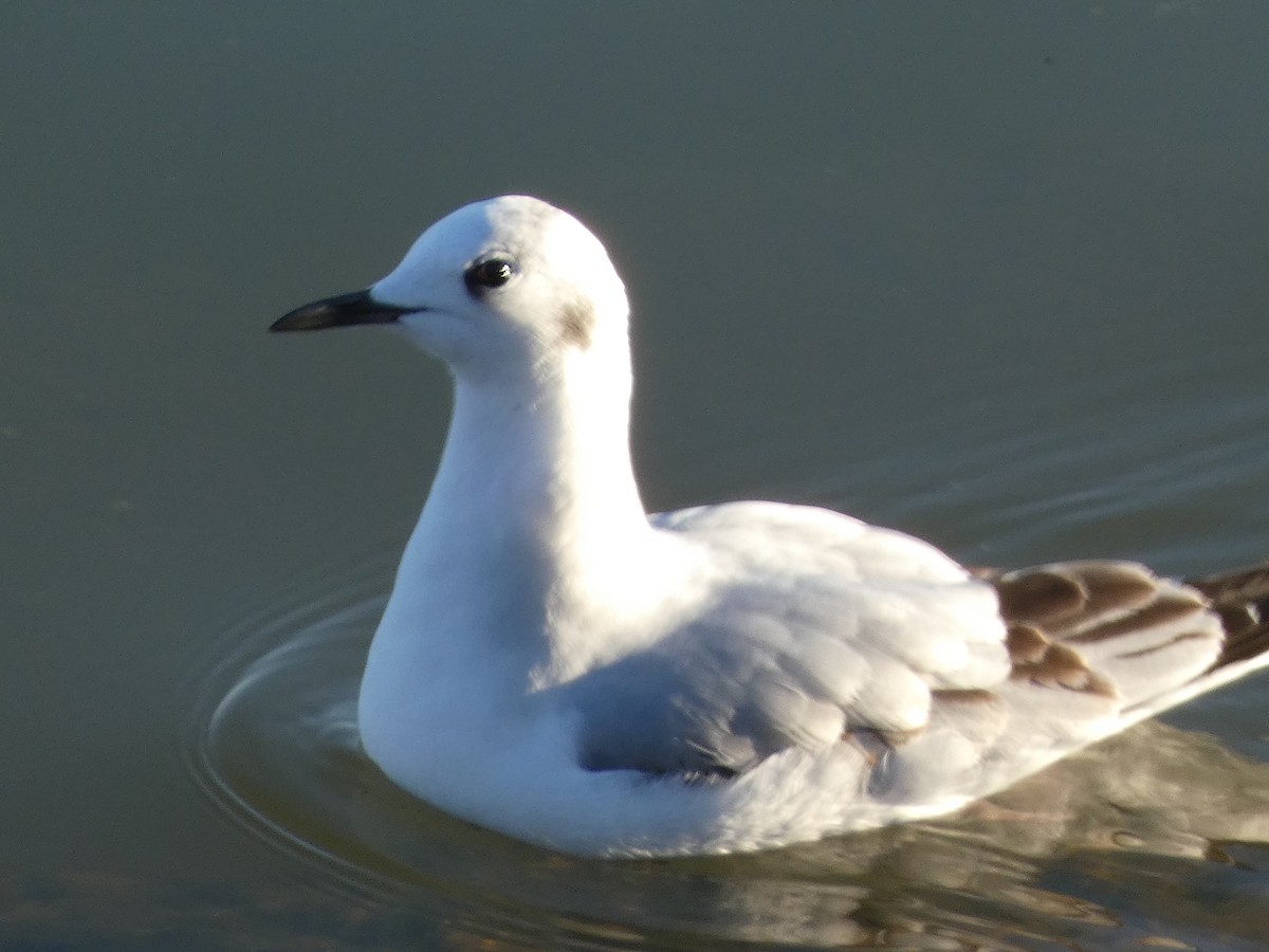 Bonaparte's Gull - Denise Hughes