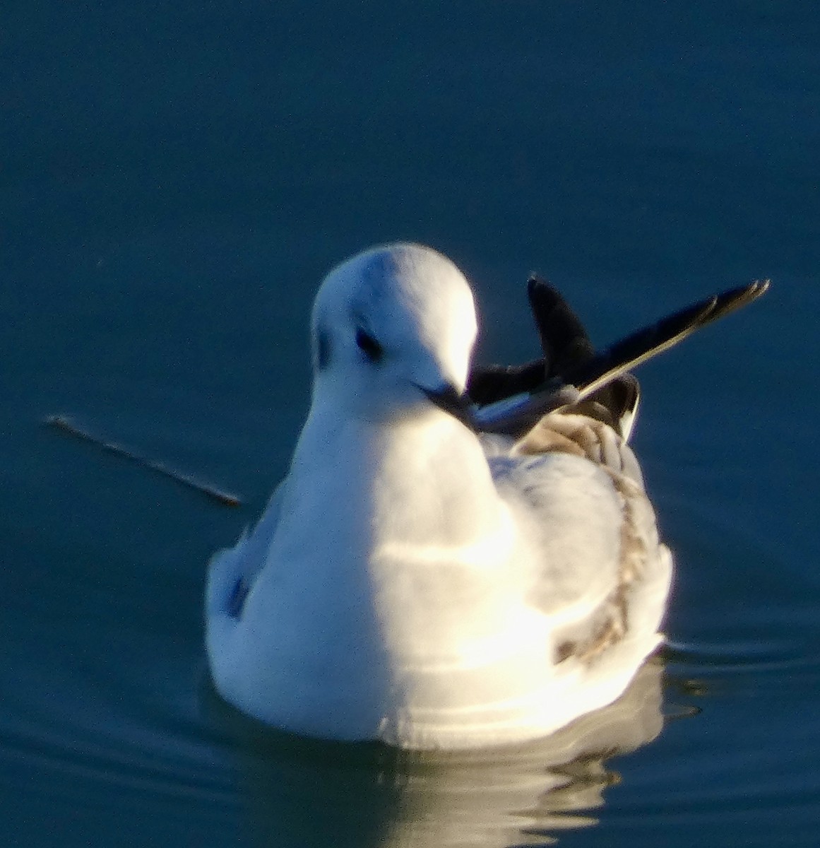 Bonaparte's Gull - ML503788761