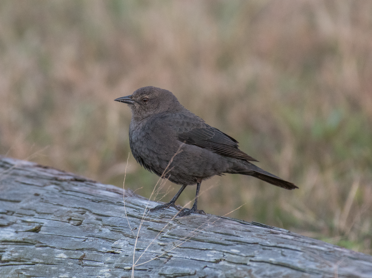 Brewer's Blackbird - ML503788781