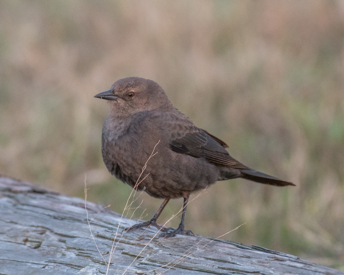 Brewer's Blackbird - Dave DeSarno