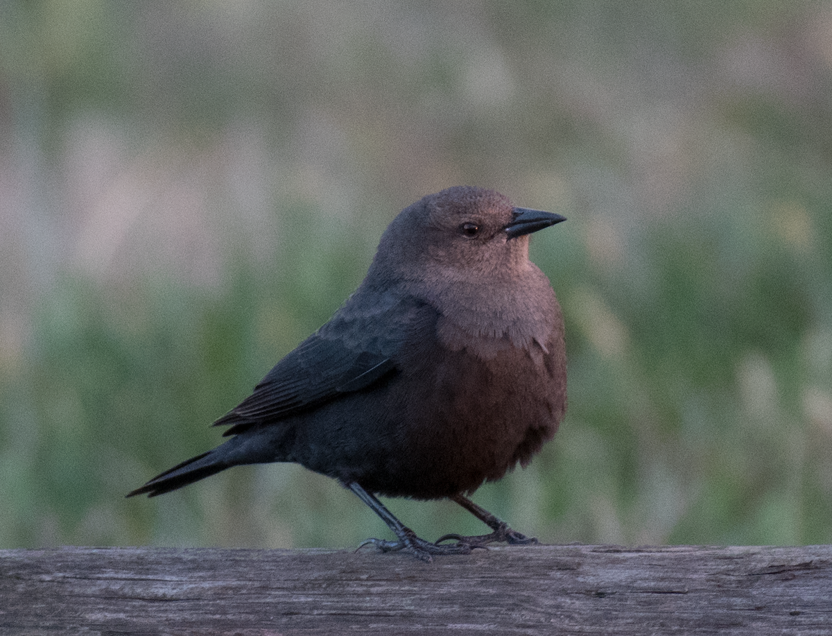 Brewer's Blackbird - ML503789061