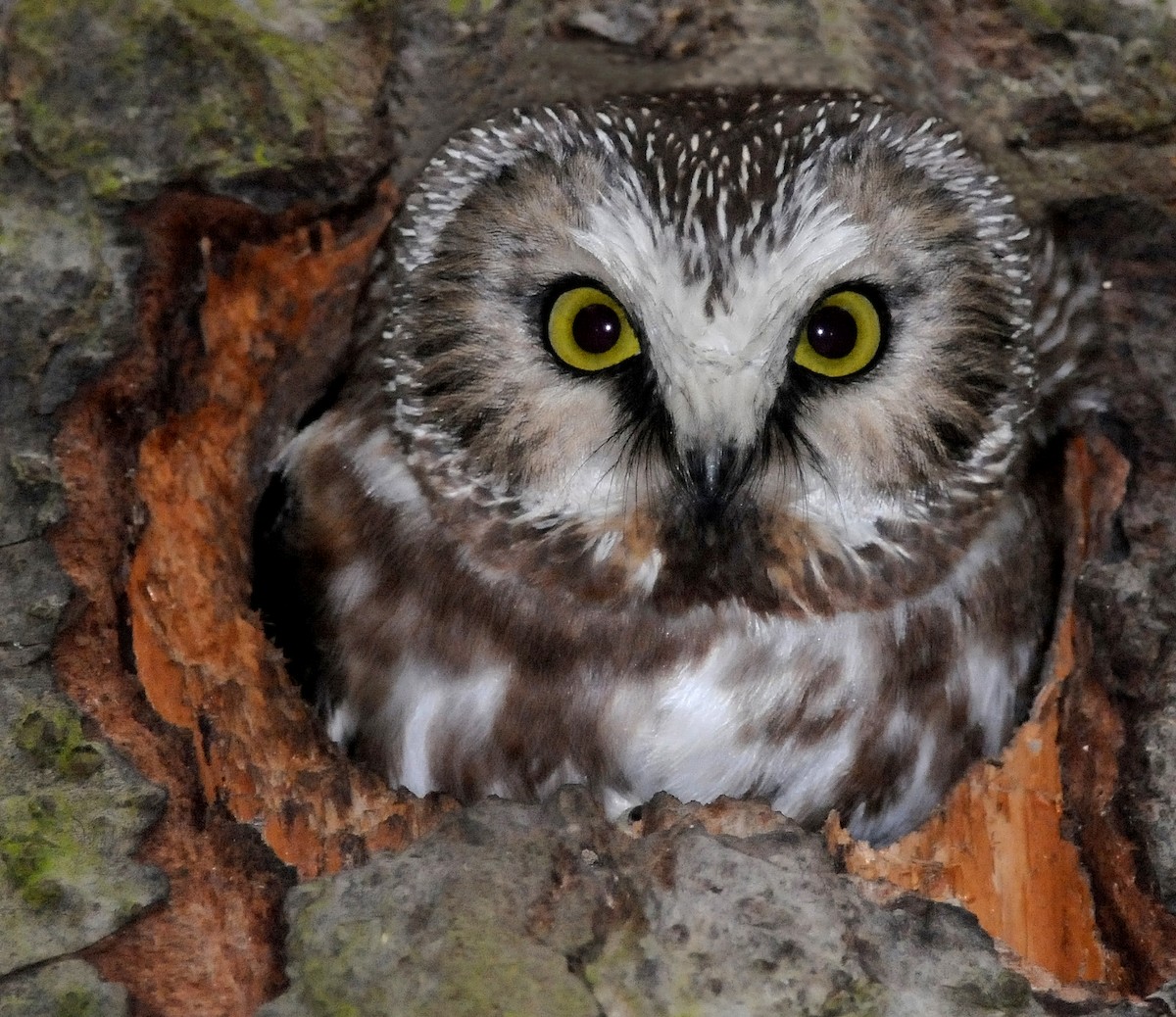 Northern Saw-whet Owl - ML50378941