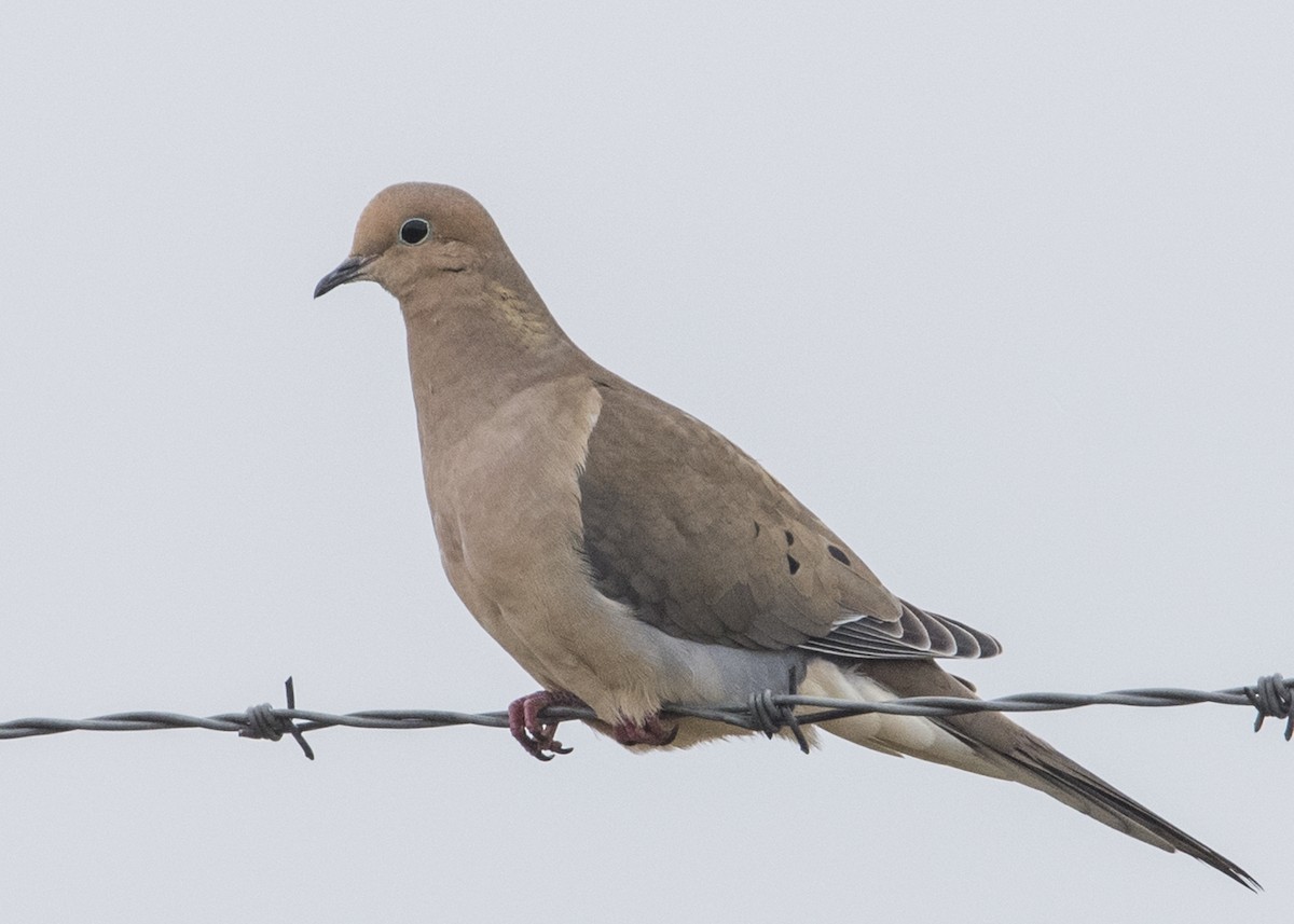 Mourning Dove - Michael Linz