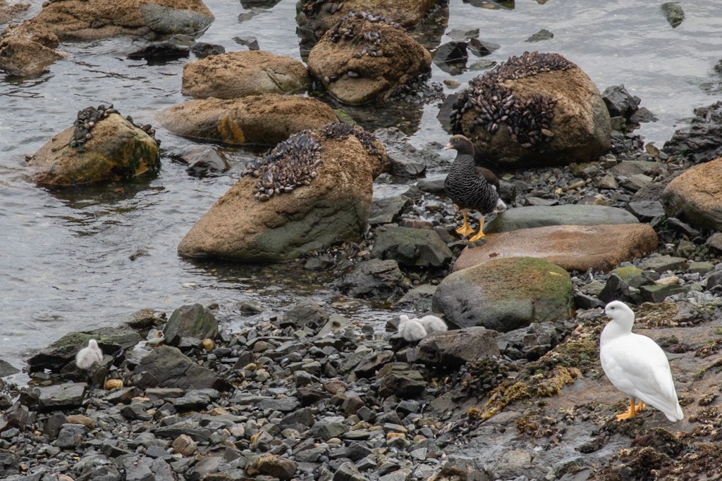 Kelp Goose - ML503790861