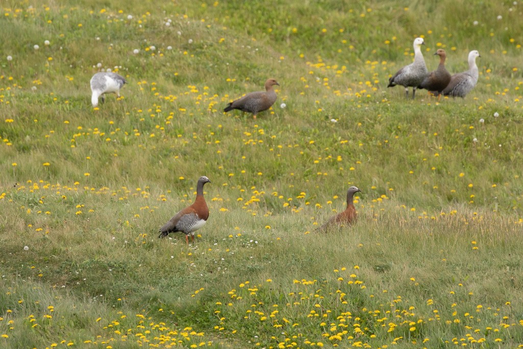 Ashy-headed Goose - ML503790961