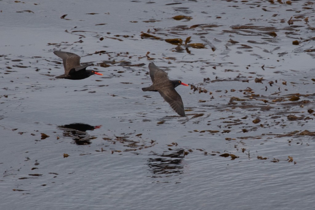 Blackish Oystercatcher - ML503791021