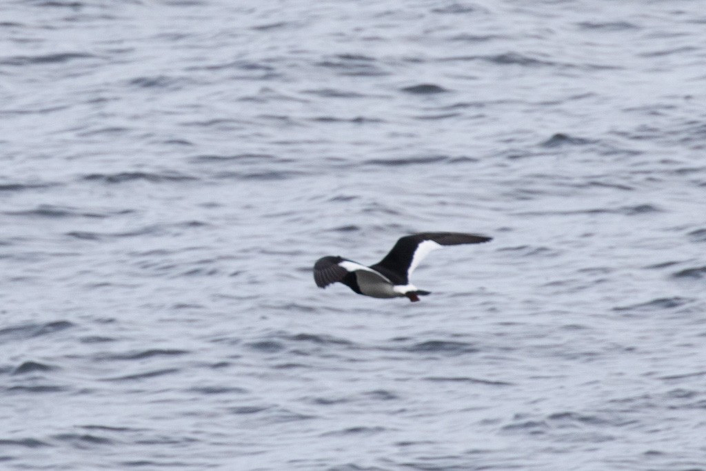 Magellanic Oystercatcher - ML503791071