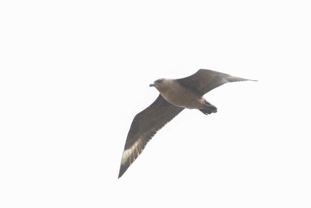 Chilean Skua - ML503791101