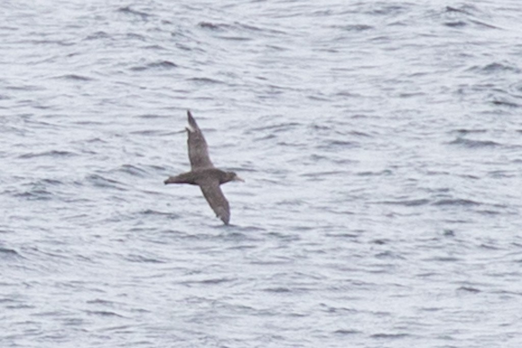 Southern Giant-Petrel - ML503791131