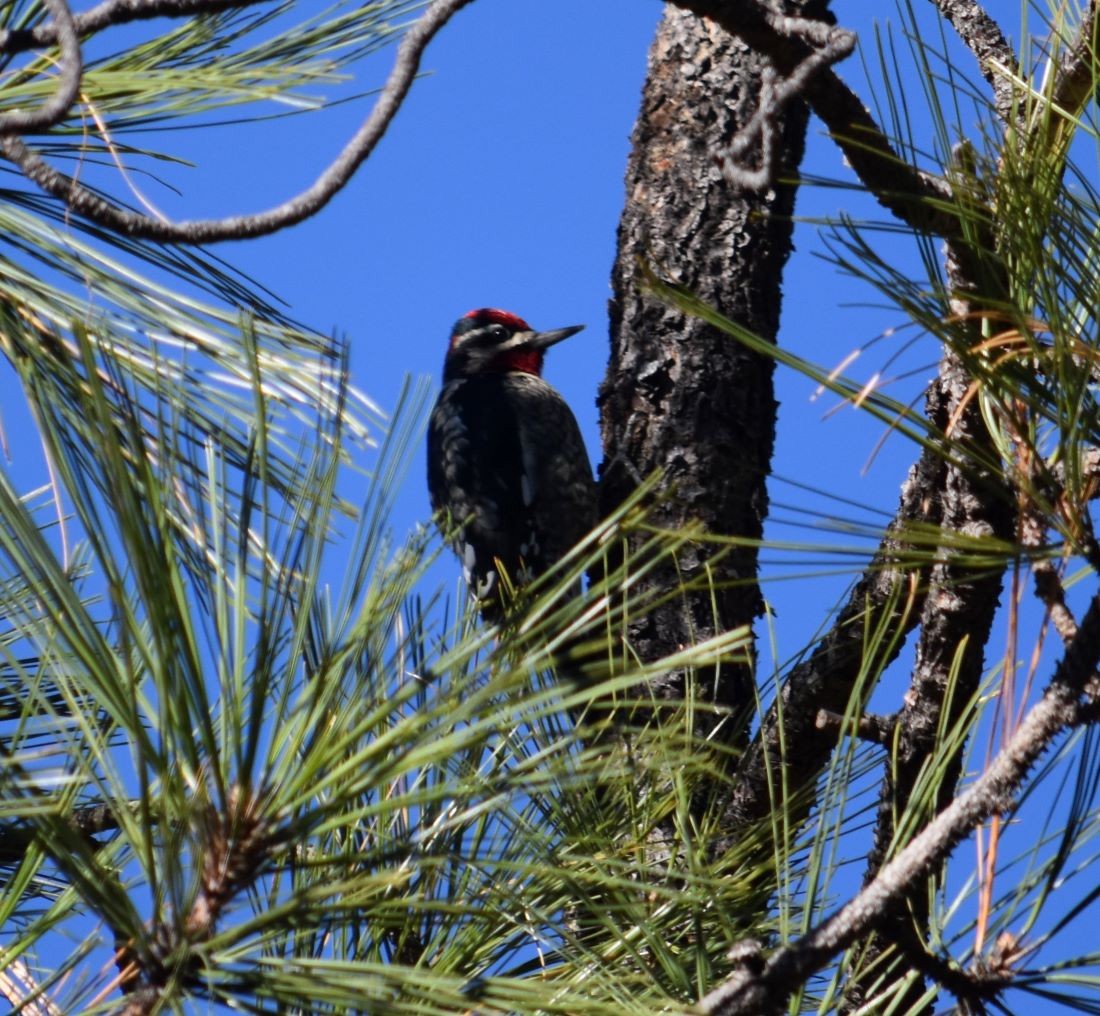 Red-naped Sapsucker - Steve Nord