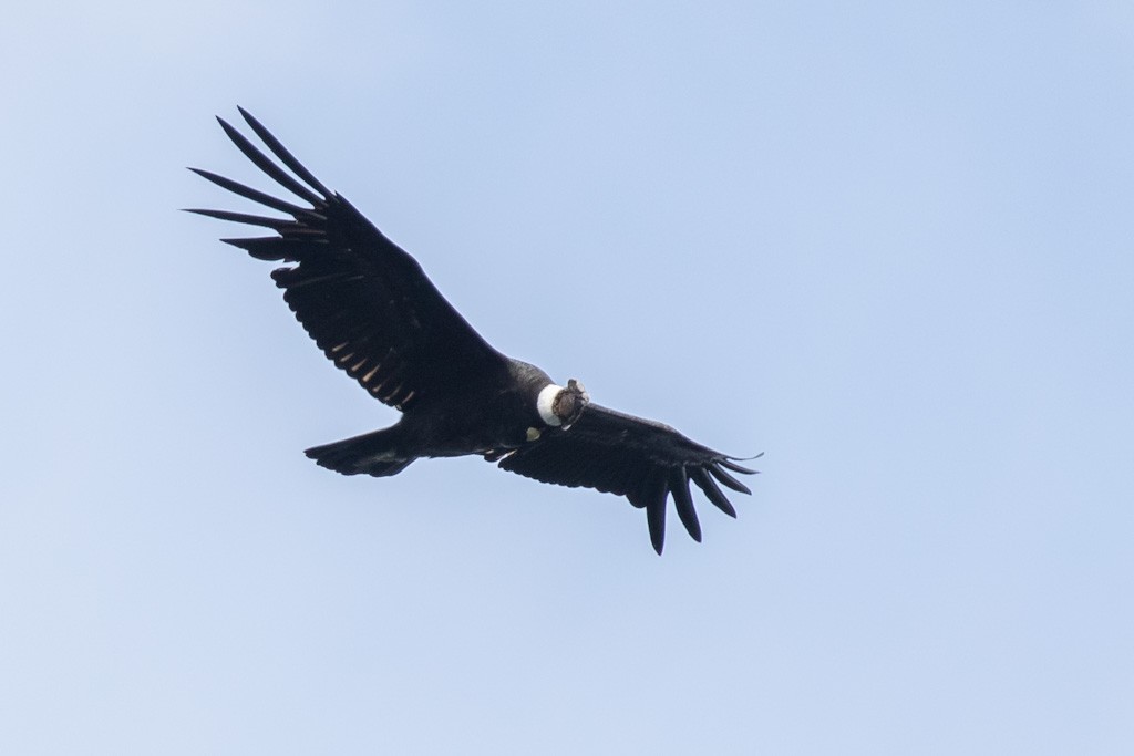 Andean Condor - ML503791221