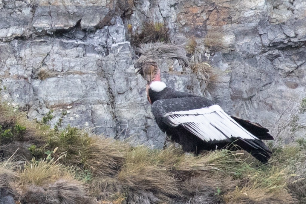 Andean Condor - ML503791231