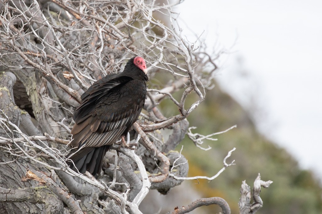 Turkey Vulture - ML503791261