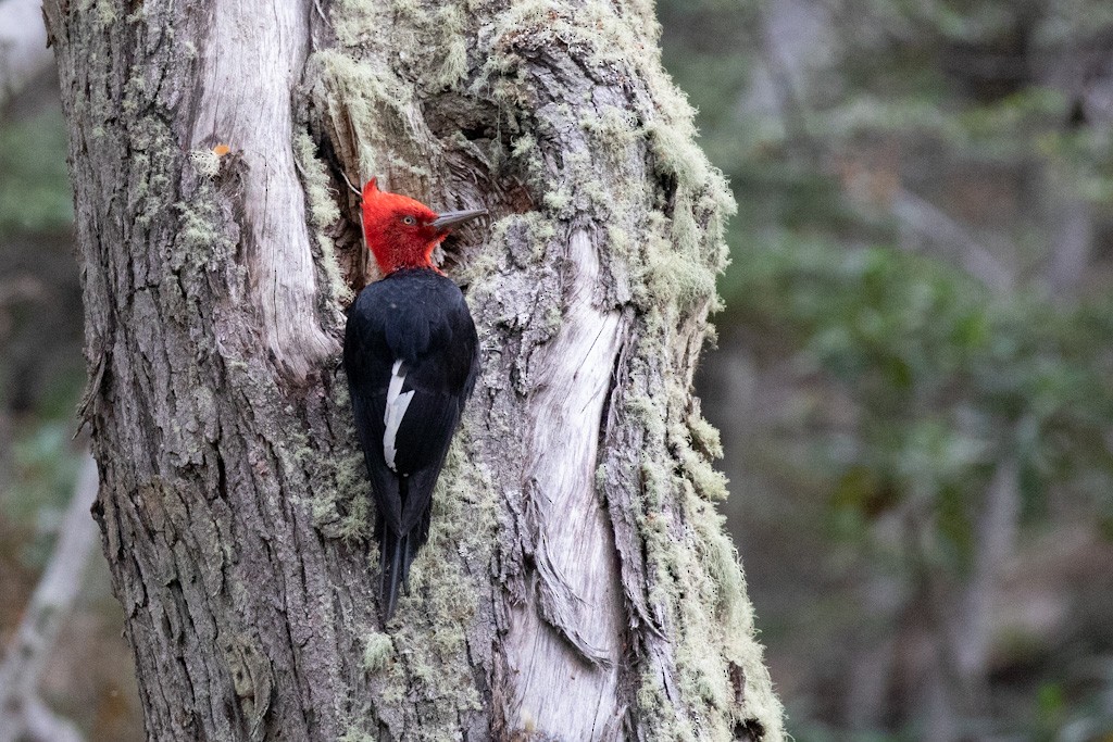 Magellanic Woodpecker - ML503791311