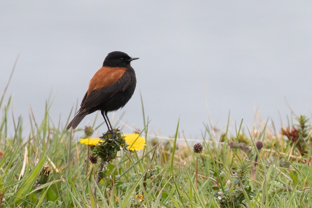 patagonianegrito - ML503791451