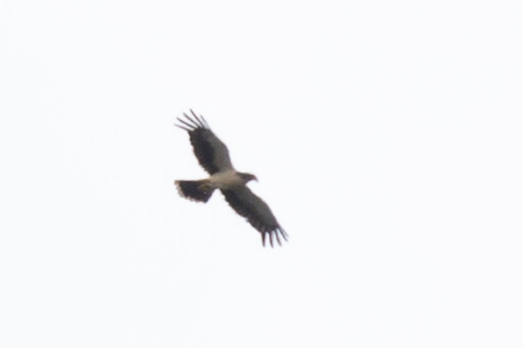 White-throated Caracara - ML503792271