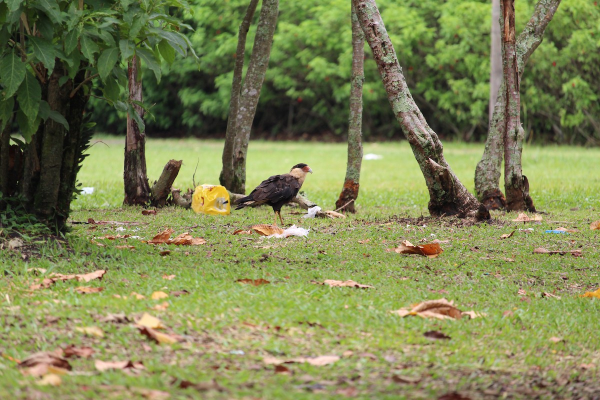 Caracara Carancho - ML503792561